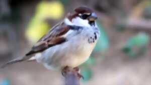 photo Comptage des Oiseaux avec 'Les Moineaux de La Calotterie'