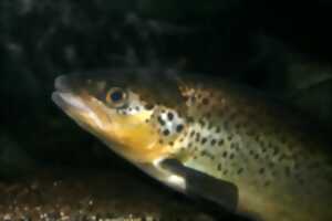 photo Ouverture de la pêche et lâcher de truites