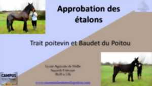 Approbation étalons Trait Poitevin et Baudets du Poitou