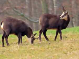 photo SORTIE NATURE AVEC GUILLAUME : DES CHAMOIS DANS LES JUMELLES