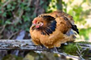 photo Animaux de basse cour et oiseaux exotiques