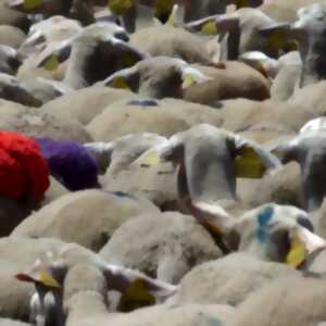 photo TRANSHUMANCE AU MONT LOZÈRE