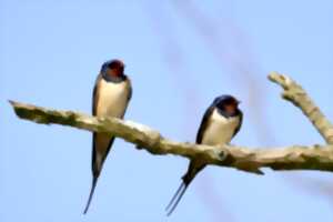 photo Animation Nature - L'Hirondelle fait le Printemps - Limoges