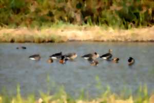 photo Les oiseaux d'eaux hivernants