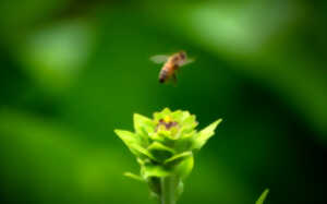 photo Rendez-vous nature : Bzzzz…. ça butine !