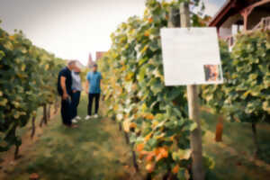 photo Parenthèse Vigneronne : Initiation à la dégustation