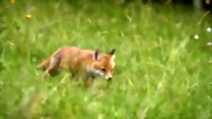 photo Ciné-débat : Des fraises pour le renard