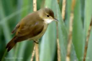 photo Sortie : les oiseaux des roseaux