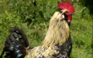 photo Atelier : les animaux de la ferme