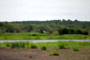 photo Les secrets du marais de la Perge