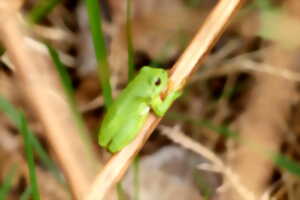 photo Sortie nature : Le fantôme du marais