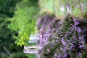 photo Sortie nature : Sur la piste de la vipère