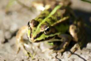 Sortie nature : La grenouille et la cigogne