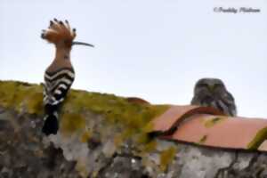 photo La Nuit de la Chouette : le bal des ailes nocturnes