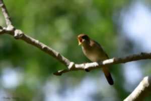 photo Reconnaissance des chants d’oiseaux