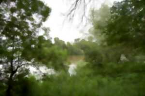 photo Balade dans la foret alluviale de Bois Chétif