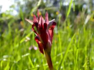 photo Sortie Natura 2000 