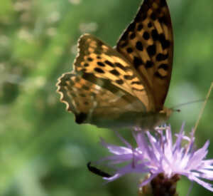 photo Opération papillon