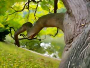 photo Balade « Le trésor des arbres » à Baron