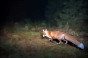 La nuit de la faune sauvage