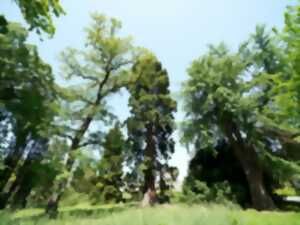 photo CONFÉRENCE - LES ARBRES REMARQUABLES DE LA VILLE DE METZ