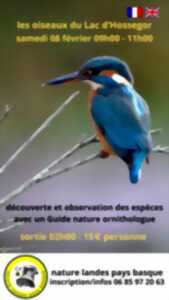 Les oiseaux du lac d'Hossegor