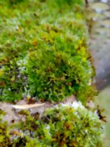 photo A la découverte des mousses et lichens