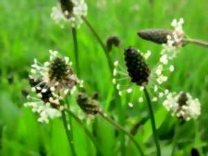 photo Balade : « Plantes comestibles »