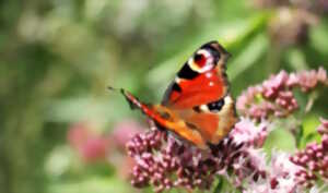 Papillons et compagnie