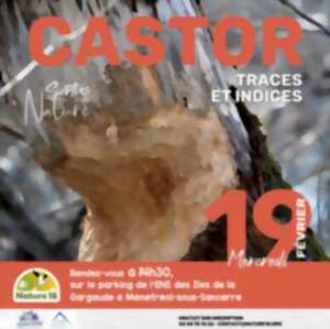 photo À la recherche des traces du castor