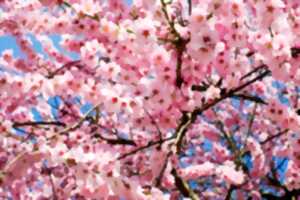 photo Fête du printemps