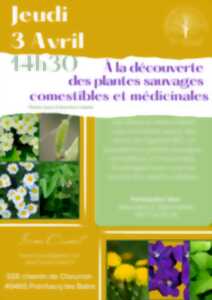 à la découverte des plantes sauvages comestibles et médicinales