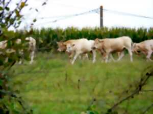 Visite de la ferme Parlariou : canard et boeuf