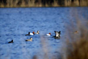 photo Observation des oiseaux d’eau hivernants