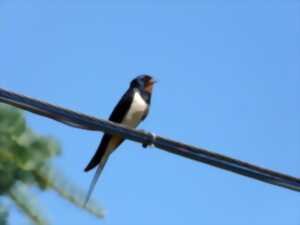 Animation Nature - L'hirondelle fait le printemps - Limoges