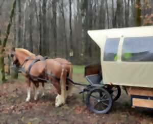 photo Balade en calèche