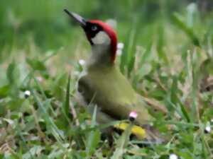 photo A la découverte des chants d'oiseaux