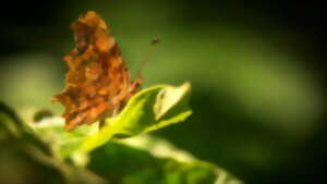 Découverte des papillons de la Réserve Naturelle Nationale de la Sommerley