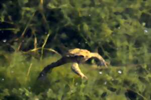 Le monde merveilleux des amphibiens à Villers-Bocage