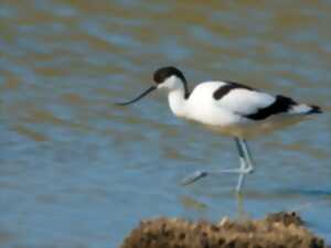 photo SORTIE LPO - DÉCOUVERTE DES OISEAUX DES ÉTANGS ET SALINS DE GRUISSAN