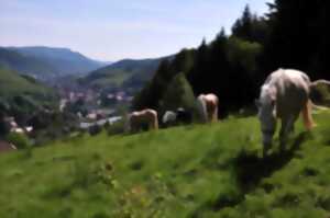 photo Visite découverte : Autour du Brifosse et d'Hergauchamps