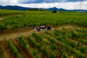 A la découverte du Grand Cru Sonnenglanz - Visite et dégustation au cœur du vignoble