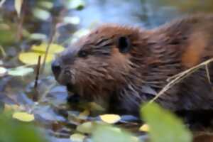 photo Sortie nature : le Castor d'Europe