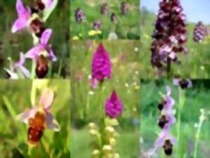 Sortie découverte sur les orchidées