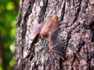 Nuit de la chauve-souris à Villers-Bocage (Dans le cadre de son atlas de la biodiversité)