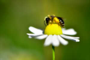 photo Lac d'Ardres - Abeille sauvage ou abeille domestique ?