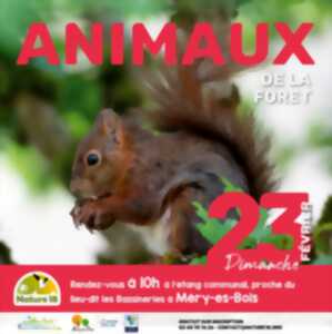 photo Animaux de la forêt