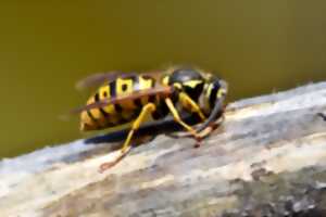 photo Animation Nature - Stop au frelon asiatique - Limoges