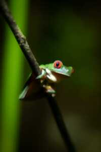 photo Sortie nature : A la découverte des amphibiens