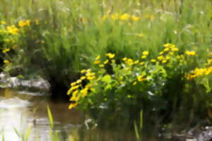 photo Eden 62 -  Marais de Condette - La mélodie du printemps